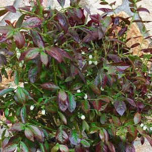 Blueberry 'Cabernet Splash™'