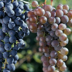 Grape 'Frontenac Collection Red & White'