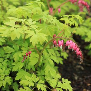 Dicentra spectabilis 'Yellow Leaf'