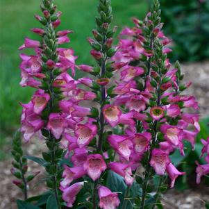 Digiplexis®: 'Berry Canary'
