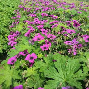 Geranium 'Dragon Heart'