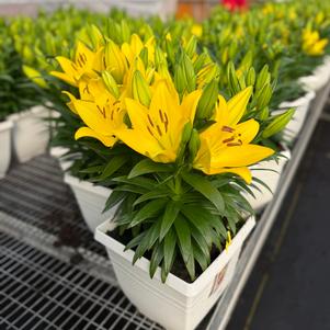 Lilium - LA Hybrid Lily 'Summer Stella®'