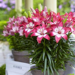 Lilium - Asiatic Pot Lily 'Sparkling Pink'