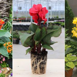 Canna Cannova® 'Collection A'