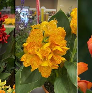 Canna Cannova® 'Collection B'