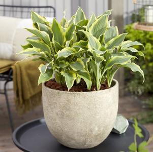 Hosta 'Francheska'
