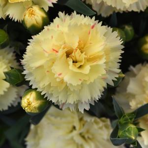 Dianthus Caryophyllus 'SuperTrouper™ Yellow'