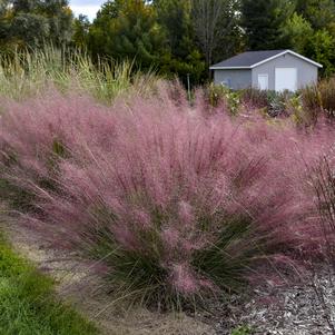 Grass Muhlenbergia capillaris 'Candy Floss'