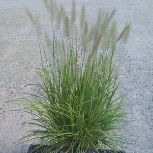 Grass Pennisetum 'Lemon Squeeze'