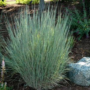Grass Schizachyrium scoparium 'The Blues'